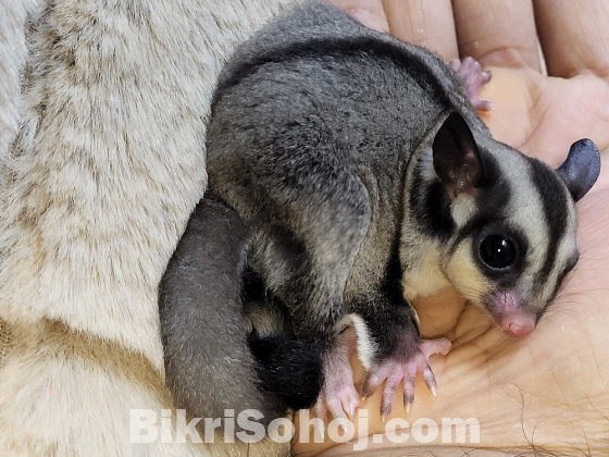 Sugar Glider  Tame Size Pair